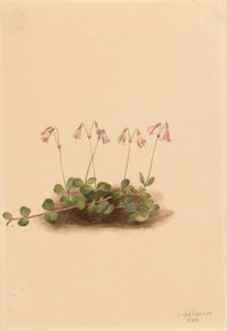  av Mary Vaux Walcott