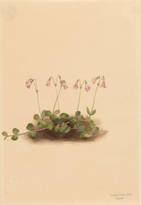 Amerikansk tvillingblomst Linnaea borealis americana, 1902. av Mary Vaux Walcott