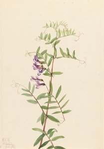 American Vetch Vicia americana, 1922. av Mary Vaux Walcott