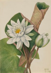 Amerikansk vannlilje (Castalia odorata) av Mary Vaux Walcott