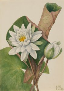 American Waterlily Castle Duft, av Mary Vaux Walcott