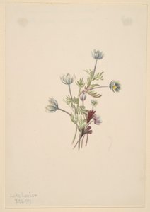  av Mary Vaux Walcott