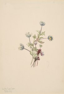 Anemone Anemone drummondii, 1907. av Mary Vaux Walcott