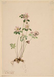  av Mary Vaux Walcott