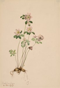 Anemonella Syndesmon thalektroides, 1917. av Mary Vaux Walcott
