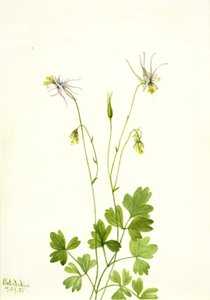 Aquilegia ecalcarata, 1935. av Mary Vaux Walcott