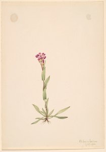 Arabis lyallii, 1916. av Mary Vaux Walcott