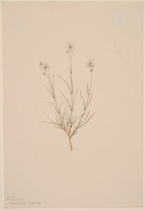  av Mary Vaux Walcott