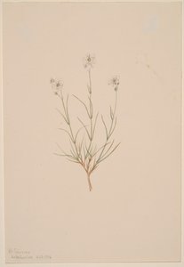 Formosa sandstein, 1904. av Mary Vaux Walcott