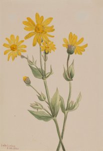  av Mary Vaux Walcott