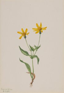  av Mary Vaux Walcott