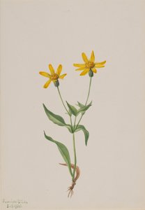 Arnica alpina, 1905. av Mary Vaux Walcott
