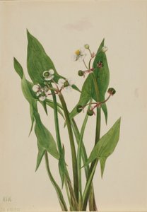  av Mary Vaux Walcott