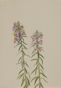 Aster Aster hirariifolius, 1923. av Mary Vaux Walcott