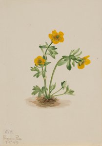 Avalanche Buttercup Ranunculus suksdorfii, 1919. av Mary Vaux Walcott