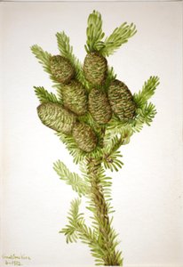 Balsam Gran Albies fraseri, 1932. av Mary Vaux Walcott
