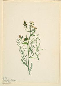  av Mary Vaux Walcott