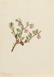 Bjørnebær (Arctostaphylos uva-ursi) av Mary Vaux Walcott