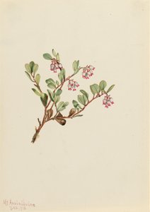 Bjørnebær Arctostaphylos uva-ursi, 1916. av Mary Vaux Walcott