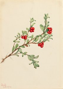 Bjørnebær Arctostaphylos uva-ursi, 1916. av Mary Vaux Walcott