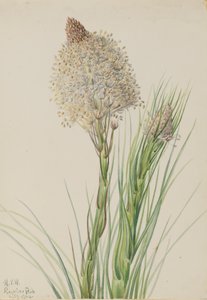 Bjørnegress Xerophyllum tenax, 1924. av Mary Vaux Walcott