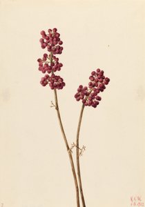  av Mary Vaux Walcott