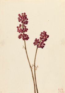 Beauty Berry Callicarpa americana, 1923. av Mary Vaux Walcott