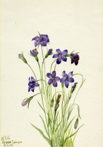  av Mary Vaux Walcott