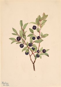 Big Whortleberry Vaccinium membranaceum, 1916. av Mary Vaux Walcott