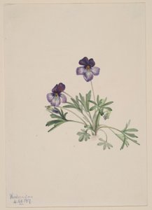  av Mary Vaux Walcott