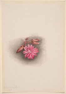 Bitterrot (Lewisia redivivia) av Mary Vaux Walcott