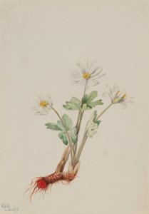  av Mary Vaux Walcott