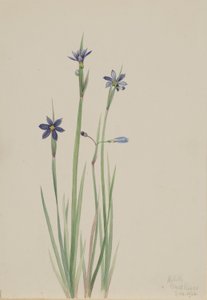 av Mary Vaux Walcott