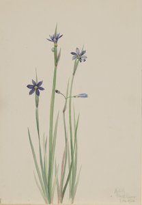 Blåøyde gress Sisyrinchium angustifolium, 1920. av Mary Vaux Walcott