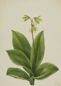  av Mary Vaux Walcott