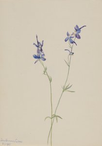 Blue Larkspur Delphinium nuttallianum, 1905. av Mary Vaux Walcott