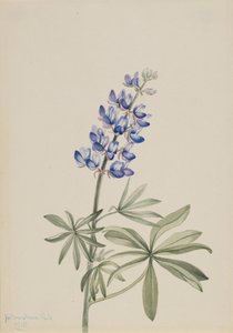 Blå Lupin Lupinus argenteus, 1915. av Mary Vaux Walcott