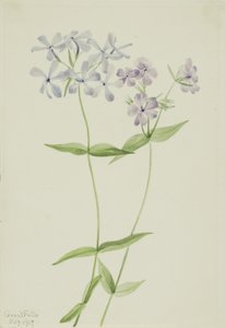  av Mary Vaux Walcott