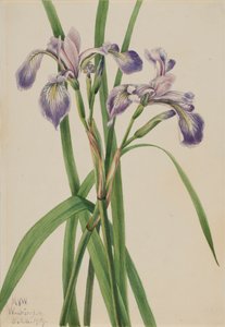 Blått flagg Iris Iris versicolor, 1919. av Mary Vaux Walcott