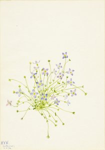  av Mary Vaux Walcott