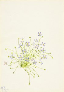 Bluets Houstonia serpyllifolia, 1934. av Mary Vaux Walcott