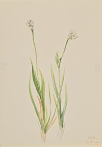 Bog-Asphodel Tofieldia intermedia, 1920. av Mary Vaux Walcott