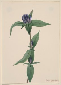  av Mary Vaux Walcott