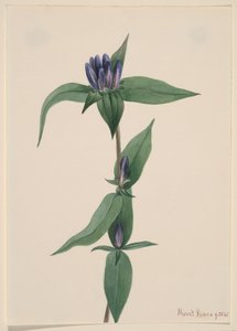 Flaske Gentian Gentiana saponaria, 1905. av Mary Vaux Walcott
