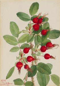 Bourgeau Rose Rosa bourgeauiana, 1923. av Mary Vaux Walcott