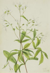 Bowmansroot Porteranthus trifoliatus, 1919. av Mary Vaux Walcott