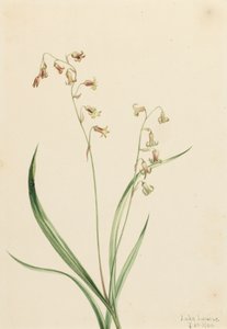 Bronseklokker fra Western Stenanthium, 1906. av Mary Vaux Walcott