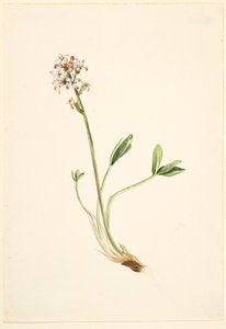 Bokhvete (Menyanthes trifoliata) av Mary Vaux Walcott