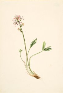 Buckbean Menyanthes trifoliata, ca. 1900-1920. av Mary Vaux Walcott