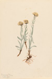 Buff Pussytoes Antennaria luzuloides, 1917. av Mary Vaux Walcott